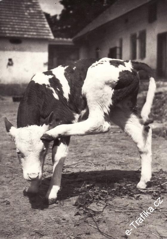 Pohlednice Telátko, Josef Hiršál, foto: Sláva Štochl