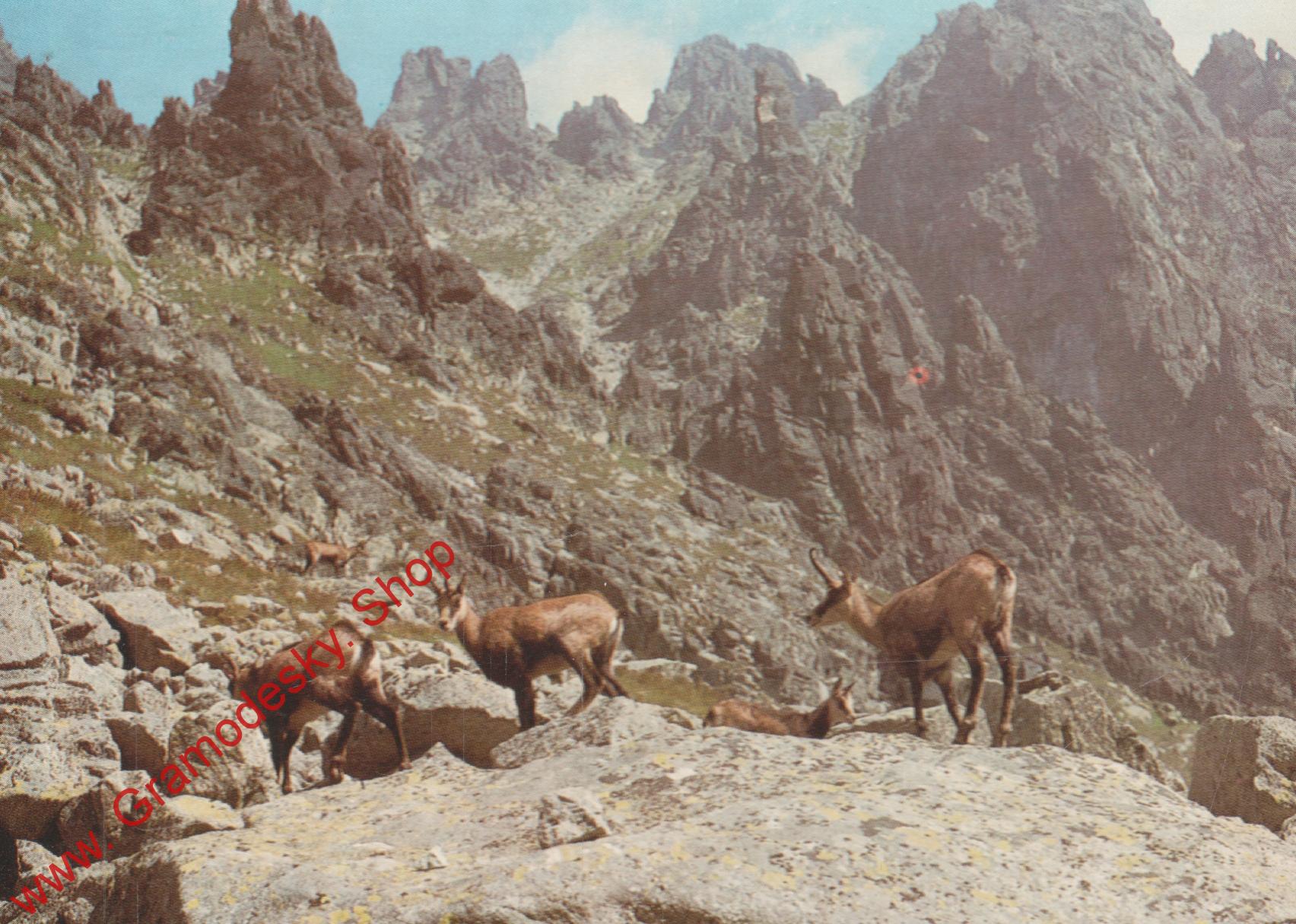 Pohlednice, Vyroké Tatry, Kamzíci, čistá
