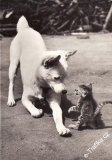 Pohlednice Pes a kotě, František Hrubín, foto: Sláva Štochl