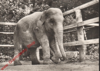 Pohlednice, ZOO Liberec, Slon indický, čb. čistý