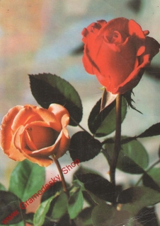 Pohlednice, dvě růže, Srdečné přání, prošlá poštou, popsaná