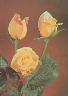 Pohlednice, Tři žluté růže, srdečné přání, prošlá poštou