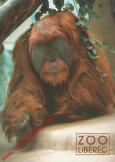 Pohlednice, ZOO Liberec, Orangutan sumaterský, s razítkem ZOO, čistá