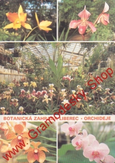 Pohlednice Botanická zahrada Liberec, Orchideje, Cattieys aurantiaca / čistý